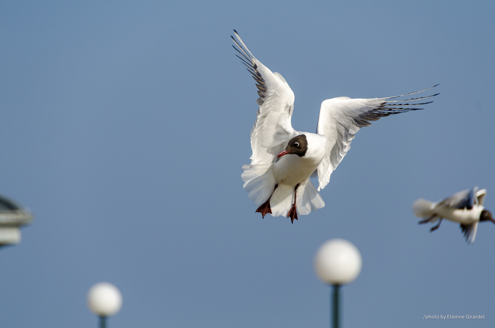 201203_16_DSC_7829-seagull-in-flight-landing-soon-by-E-Girardet.jpg