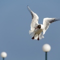 201203_16_DSC_7829-seagull-in-flight-landing-soon-by-E-Girardet.jpg
