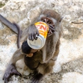 201402_19_DSC1773-monkey-drinking-can-by-E-Girardet.jpg