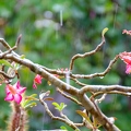 201404_06_DSC4147-pink-flowers-rain-by-E-Girardet.jpg