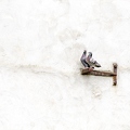 201307_20_DSC7481-wall-bird-pidgeon-by-E-Girardet.jpg