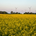 201505_15_DSC02781-rapeseed-wind-turbine-by-E-Girardet.jpg