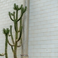 201507_30_DSC03509-catus-tile-wall-by-E-Girardet.jpg