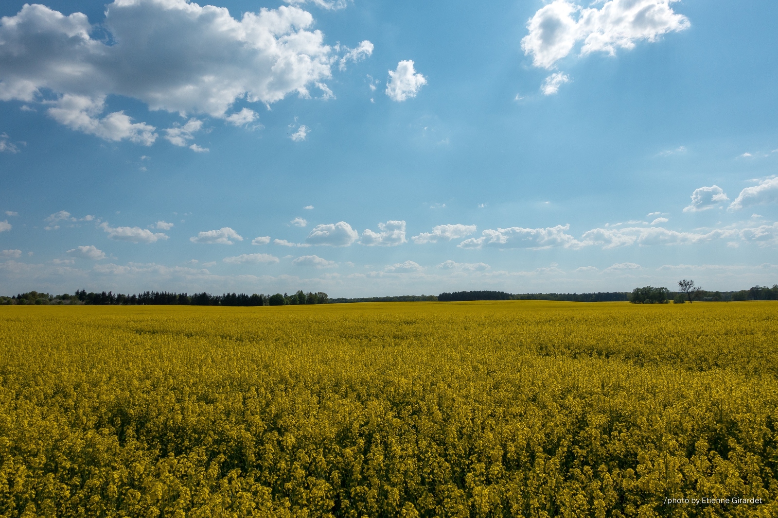 201605_08_DSC07193-yellow-rapeseed-field-blue-sky-by-E-Girardet.jpg
