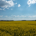201605_08_DSC07193-yellow-rapeseed-field-blue-sky-by-E-Girardet.jpg