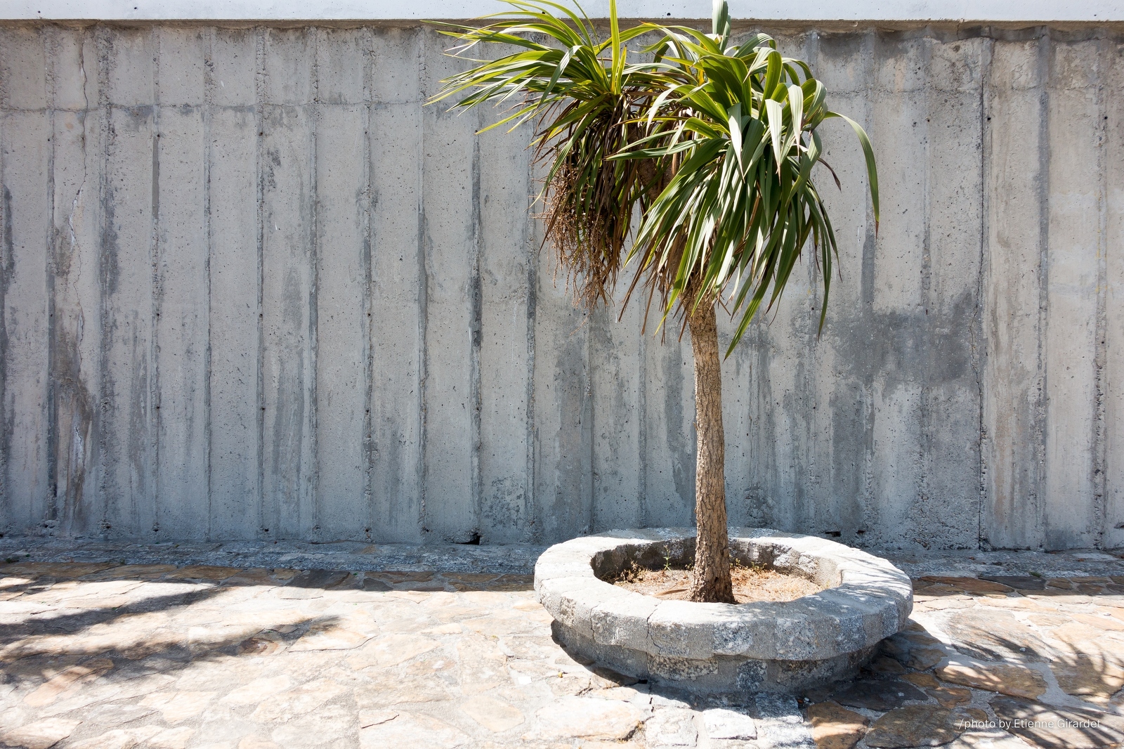 201608_08_DSC08359-tiny-palm-tree-concrete-wall-by-E-Girardet.jpg