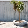 201608_08_DSC08359-tiny-palm-tree-concrete-wall-by-E-Girardet.jpg