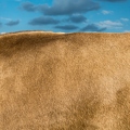 201608_31_DSC08814-cow-fur-structure-by-E-Girardet.jpg