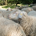 201706_01_DSC00899-sheep-herd-nature-by-E-Girardet.jpg