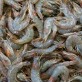 201708_08_DSC02432-wallpaper-shrimps-market-by-E-Girardet.jpg