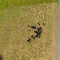 201908_16_DJI_5662-drone-cattle-herd-meadow-by-E-Girardet.jpg