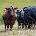 201908_16_ZZ6_3563-brown-cattle-meadow-by-E-Girardet.jpg