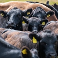 201908_16_ZZ6_3575-black-cattle-herd-detail-by-E-Girardet.jpg