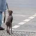 202004_03_ZZ6_5251-street-stylish-dog-by-E-Girardet.jpg