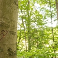 202007_24_ZZ6_6835-love-hearts-tree-by-E-Girardet.jpg
