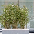 202102_08_ZZ6_8241-bamboo-snow-still-life-by-E-Girardet.jpg