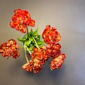 202105_25_IMG_6797-faded-red-tulips-tristesse-by-E-Girardet.jpg