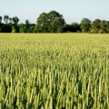 202106_13_RXX09572-wheat-farm-nature-green-by-E-Girardet.jpg