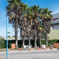 202107_14_RXX09678-palm-tree-cafe-tristesse-by-E-Girardet.jpg