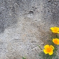 202206_09_IMG_1651-yellow-flowers-on-gray-stone-wall-by-E-Girardet.jpg