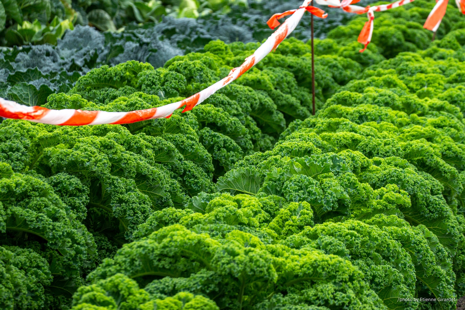 202210_23_RXX01997-kale-plants-protected-by-barrier-tape-by-E-Girardet.jpg