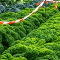 202210_23_RXX01997-kale-plants-protected-by-barrier-tape-by-E-Girardet.jpg