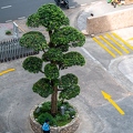 202312_01_ZZ63523-urban-scene-with-trees-and-guard-by-E-Girardet.jpg