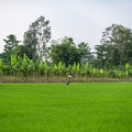 202312_16_ZZ63847-farmers-work-rice-paddy-field-with-banana-trees-by-E-Girardet.jpg