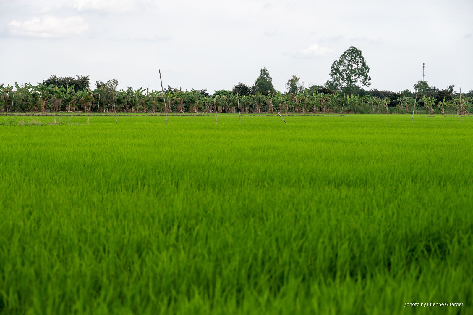 202312_16_ZZ63851-lush-rice-paddy-with-trees-by-E-Girardet.jpg