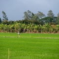 202312_16_ZZ63866-rural-scene-with-farmers-in-rice-paddy-by-E-Girardet.jpg