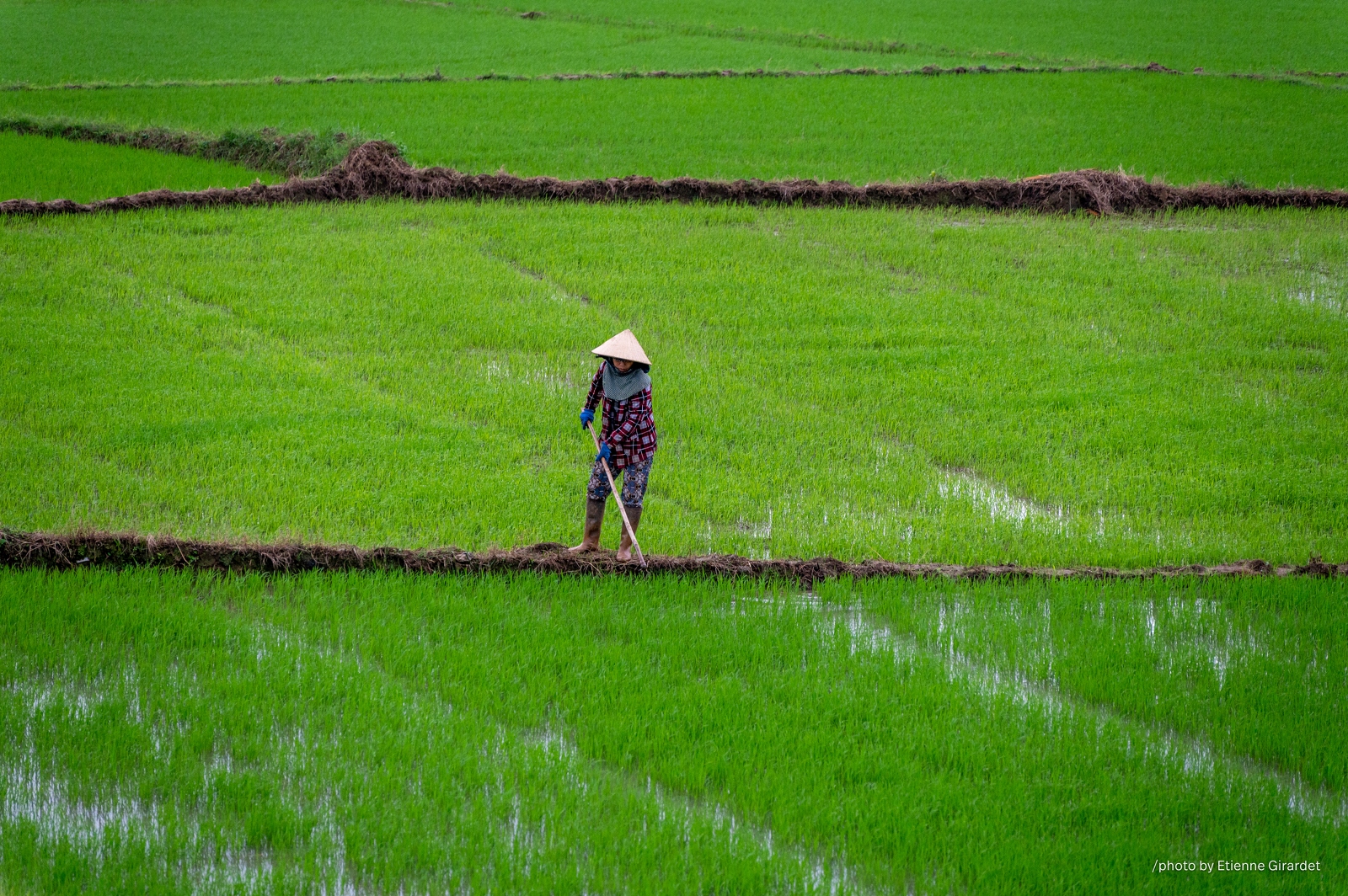202312_28_ZZ64284-rice-paddy-field-with-worker-by-E-Girardet.jpg