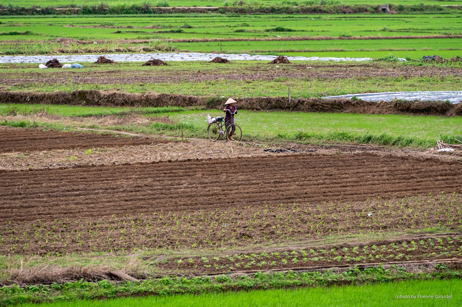 202312_28_ZZ64292-rural-farmland-with-various-crops-by-E-Girardet.jpg