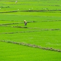 202312_28_ZZ64293-lush-rice-paddy-fields-with-workers-by-E-Girardet.jpg