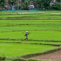 202312_28_ZZ64319-farmer-works-rice-paddy-field-rows-by-E-Girardet.jpg