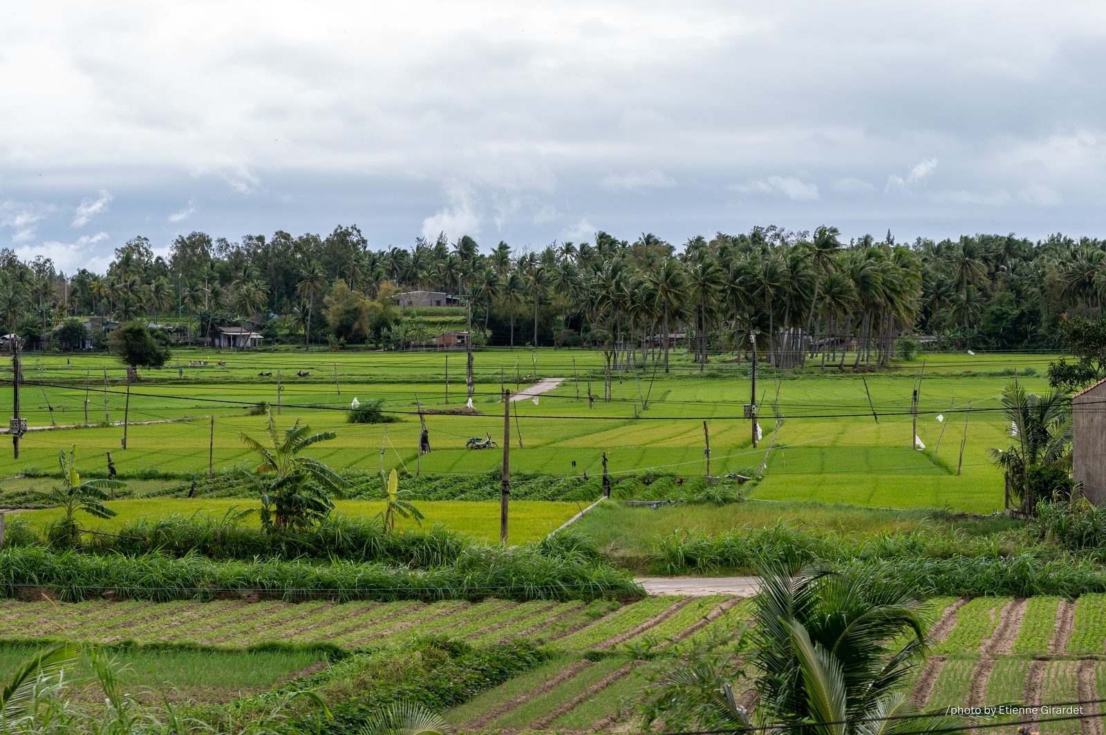 202312_28_ZZ64339-rural-landscape-paddy-fields-and-crops-by-E-Girardet.jpg