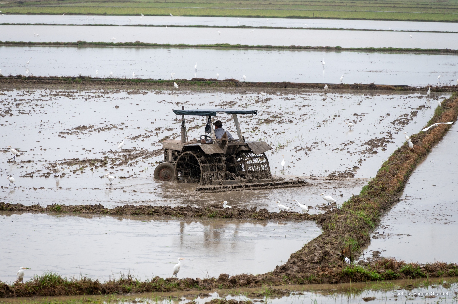 202312_28_ZZ64504-rice-paddy-tractor-working-birds-by-E-Girardet.jpg