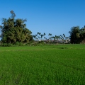 202401_19_ZZ65081-lush-rice-paddy-under-blue-sky-by-E-Girardet.jpg
