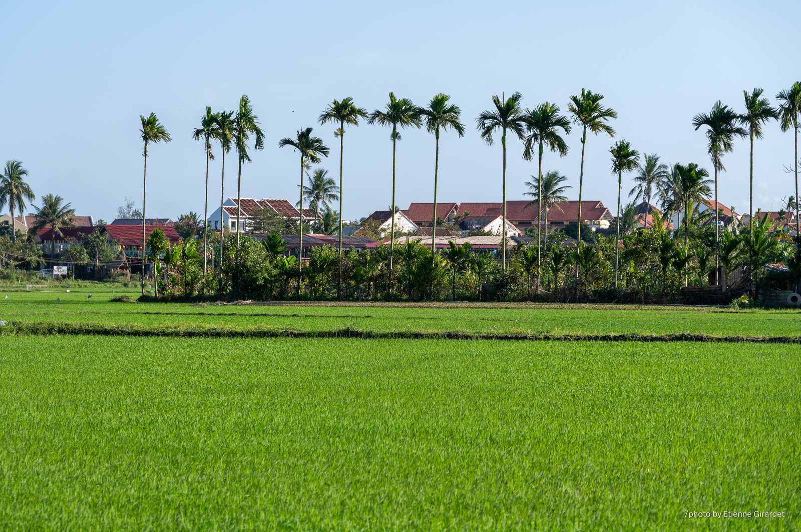 202401_19_ZZ65088-lush-rice-paddy-with-village-beyond-by-E-Girardet.jpg