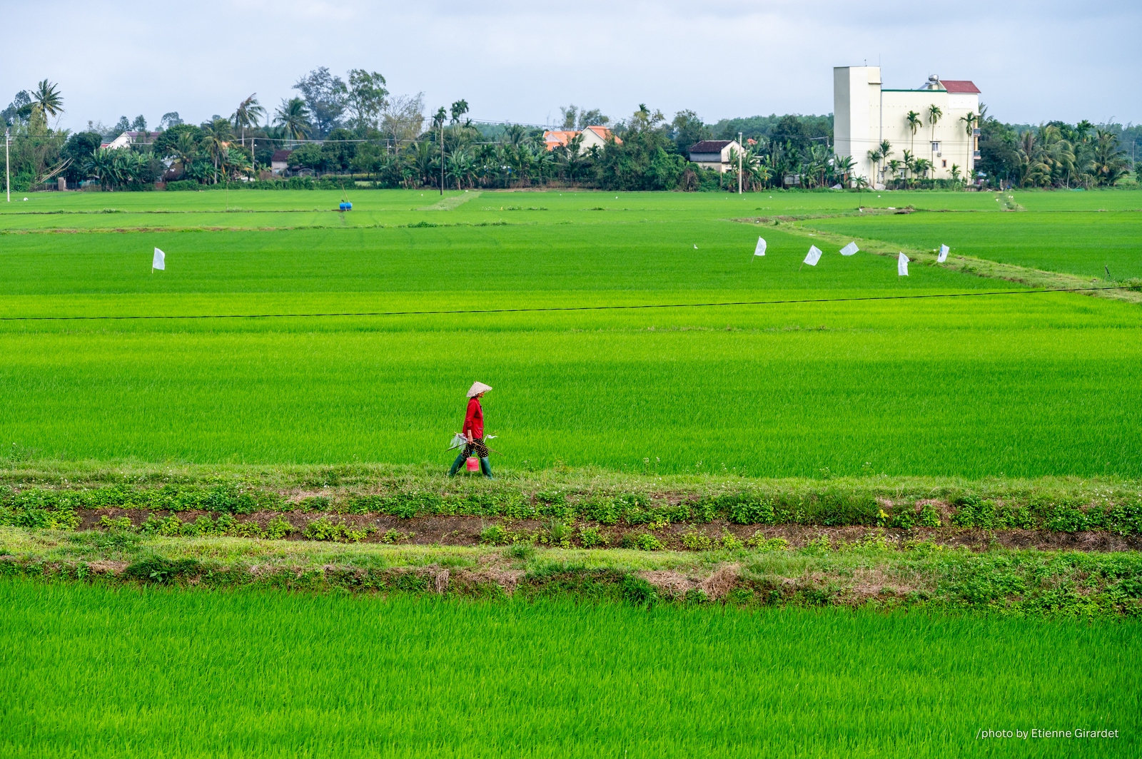 202401_26_ZZ65356-rural-rice-paddy-scene-with-person-by-E-Girardet.jpg