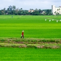 202401_26_ZZ65356-rural-rice-paddy-scene-with-person-by-E-Girardet.jpg