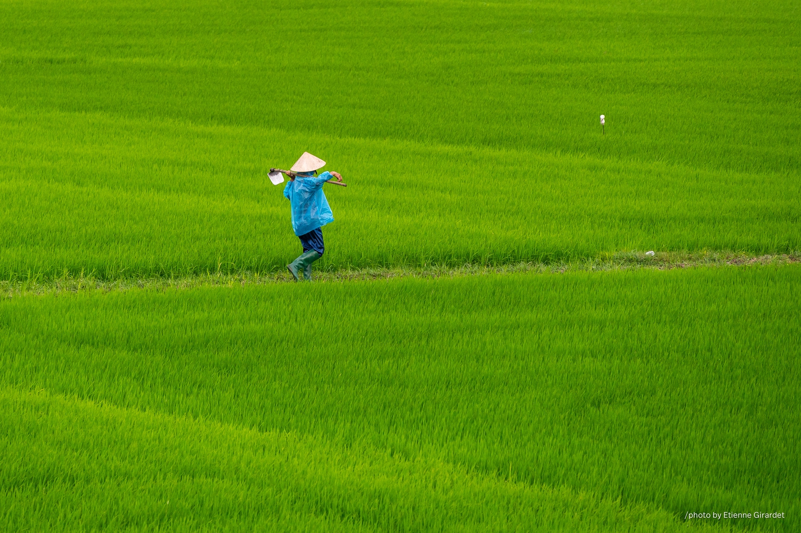 202401_26_ZZ65380-farmer-working-in-rice-paddy-field-by-E-Girardet.jpg
