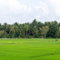 202401_26_ZZ65412-lush-rice-paddies-and-palm-trees-by-E-Girardet.jpg